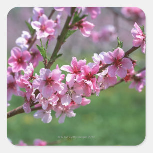 Apple Blossoms Square Sticker