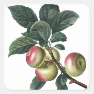 APPLE BRANCH SQUARE STICKER