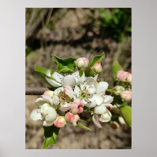 Apple buds flower poster (Front)
