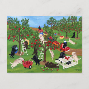 Apple Farm Labradors Postcard