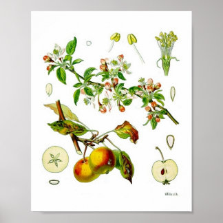 Apple Fruit Flower Vintage Botanical Illustration  Poster