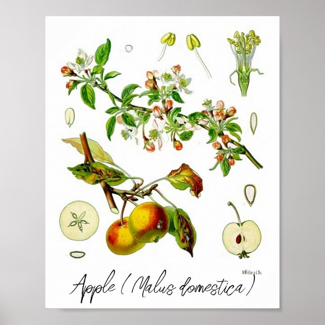 Apple Fruit Flower Vintage Botanical Illustration  Poster (Front)