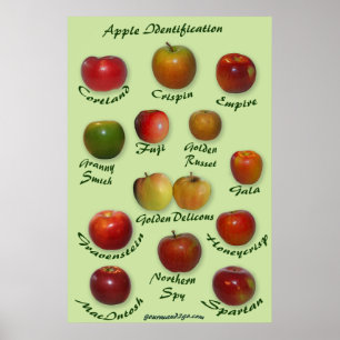 Apple Identification Poster