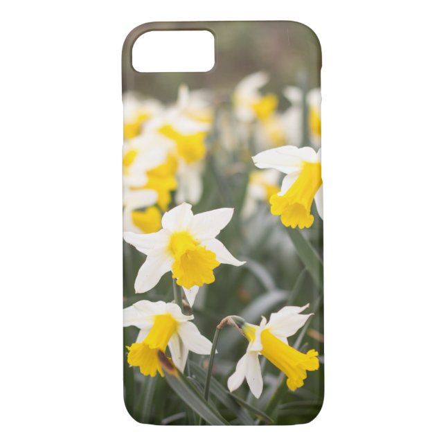 Apple iPhone 7 Daffodil Phone Case (Back)