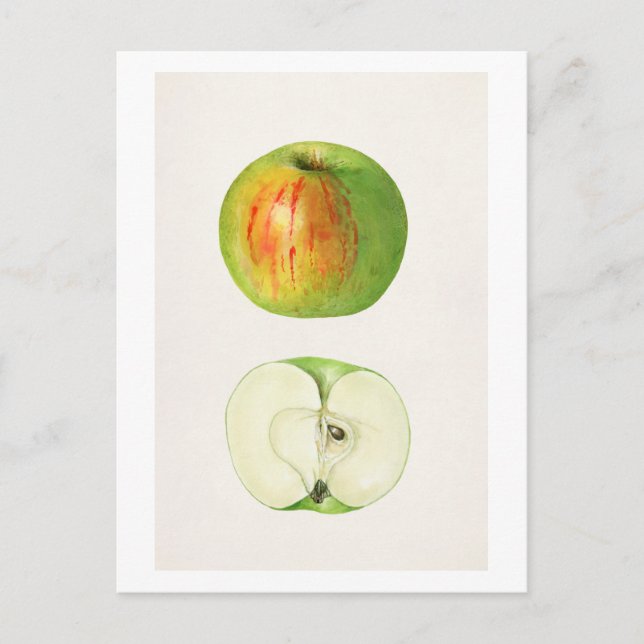 Apple (Malus Domestica) by Mary Daisy Arnold Postcard (Front)