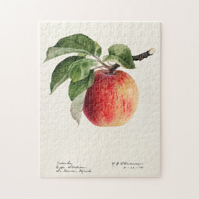 Apple (Malus Domestica) Fruit Watercolor Painting Jigsaw Puzzle (Vertical)