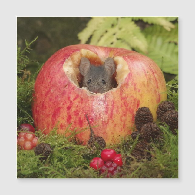 apple mouse  (Front)