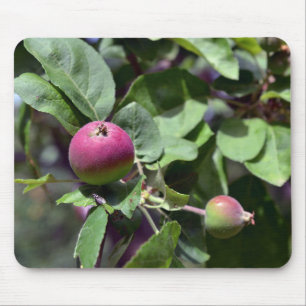 Apple on  mouse mat