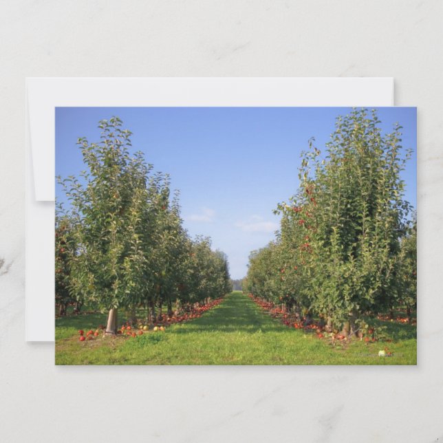 Apple Orchard (Front)