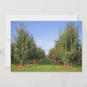Apple Orchard