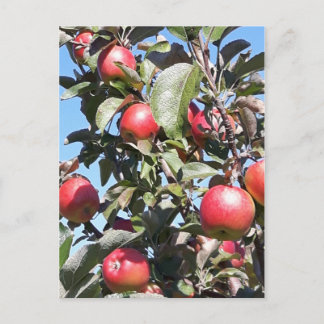 Apple Orchard Postcard