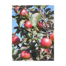 Apple Orchard Postcard