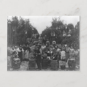 Apple Picking In Berkeley County, West Virginia Postcard
