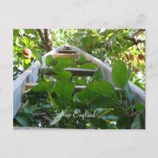 Apple picking in New England Postcard