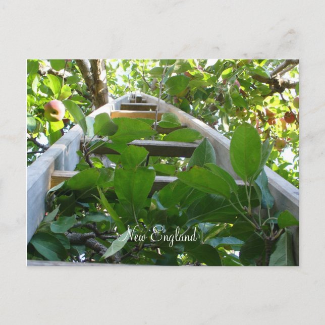 Apple picking in New England Postcard (Front)