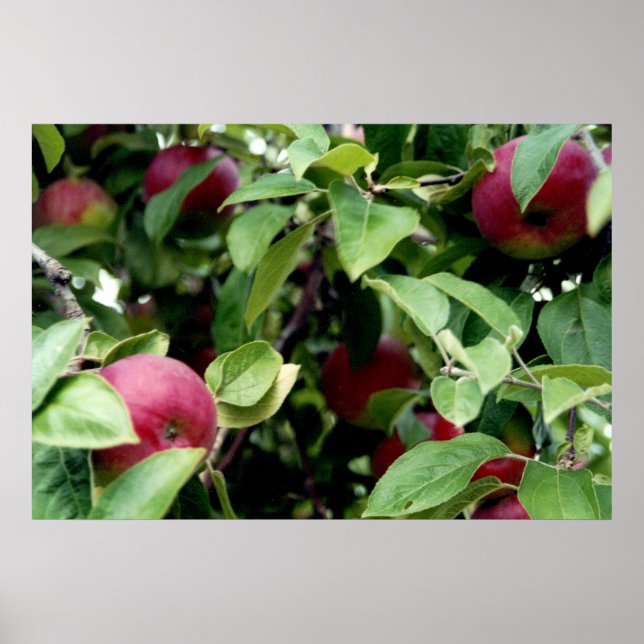 Apple Picking Poster (Front)