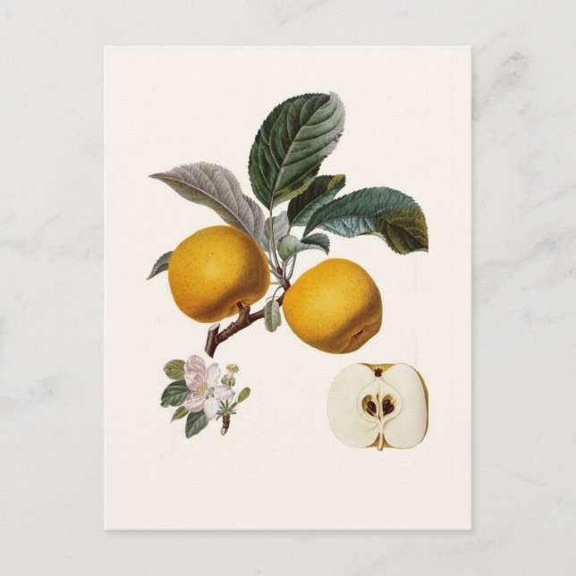 Apple Postcard (Front)