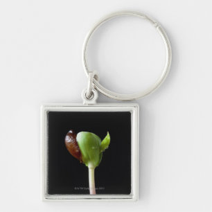 Apple seedlings with seed shell key ring