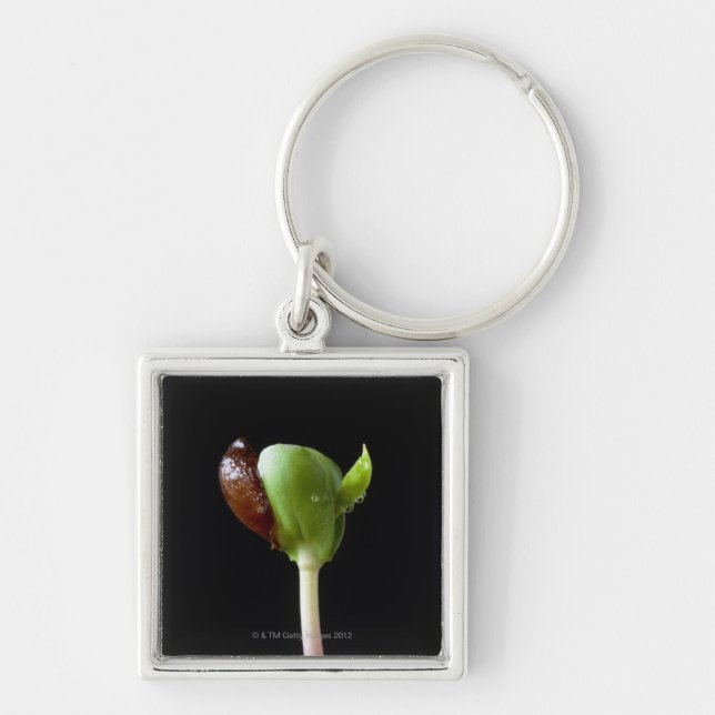 Apple seedlings with seed shell key ring (Front)