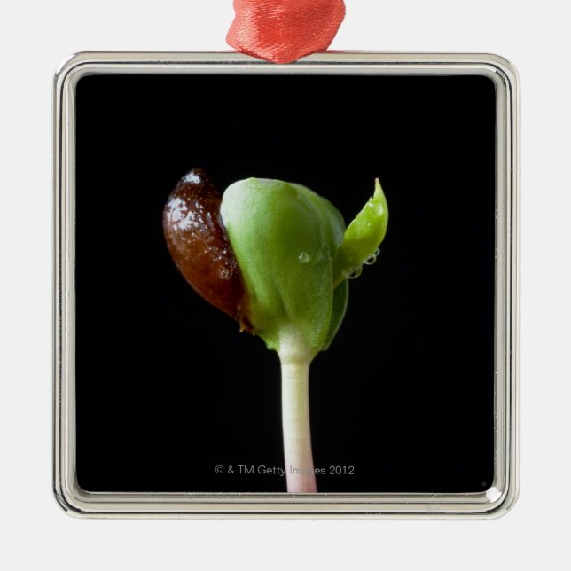 Apple seedlings with seed shell metal tree decoration (Front)