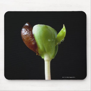 Apple seedlings with seed shell mouse mat