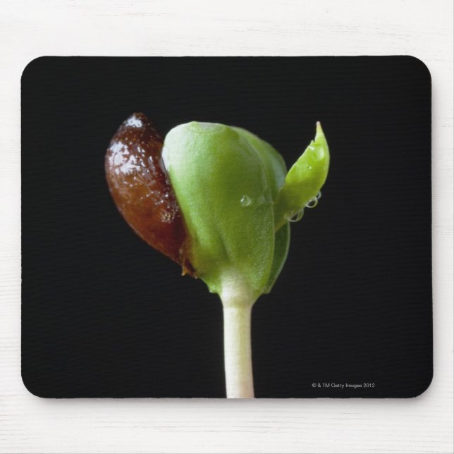 Apple seedlings with seed shell mouse mat (Front)