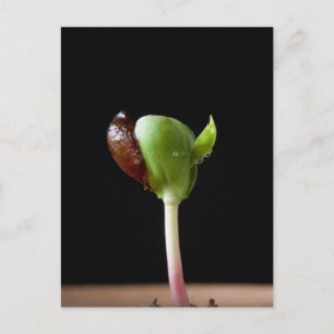 Apple seedlings with seed shell postcard