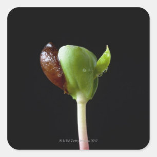 Apple seedlings with seed shell square sticker