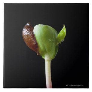 Apple seedlings with seed shell tile