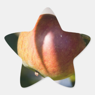Apple Star Sticker