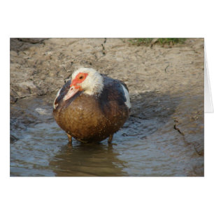 Apple the Muscovy Hen