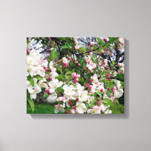 Apple tree bloom. canvas print