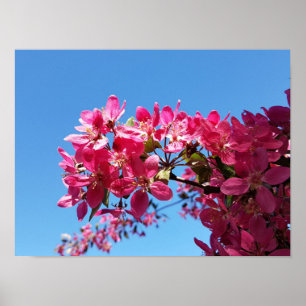 Apple tree blooming. Pink flowers. Poster