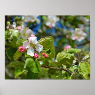 Apple tree flowers poster