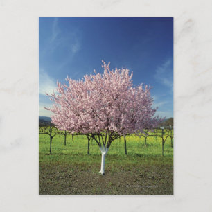 Apple tree in a field, Napa Valley, California, Postcard