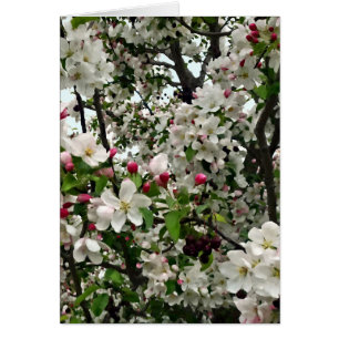 Apple Tree In Bloom