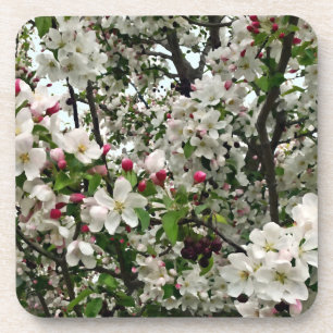 Apple Tree In Bloom Coaster