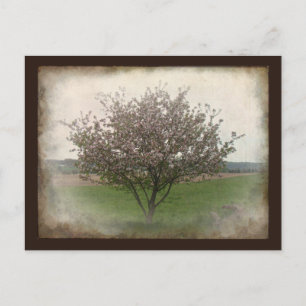 Apple Tree in Bloom Postcard
