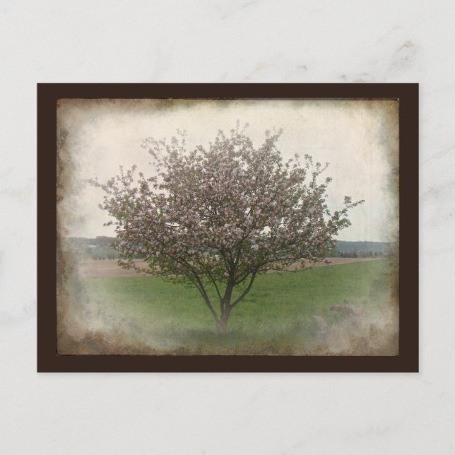 Apple Tree in Bloom Postcard (Front)