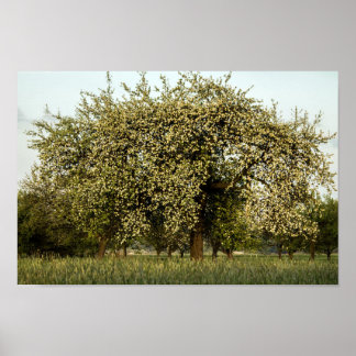 Apple tree in bloom poster