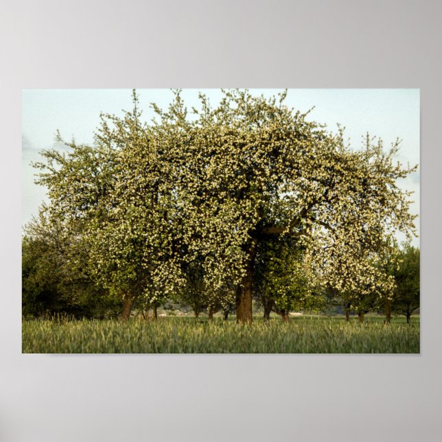 Apple tree in bloom poster (Front)