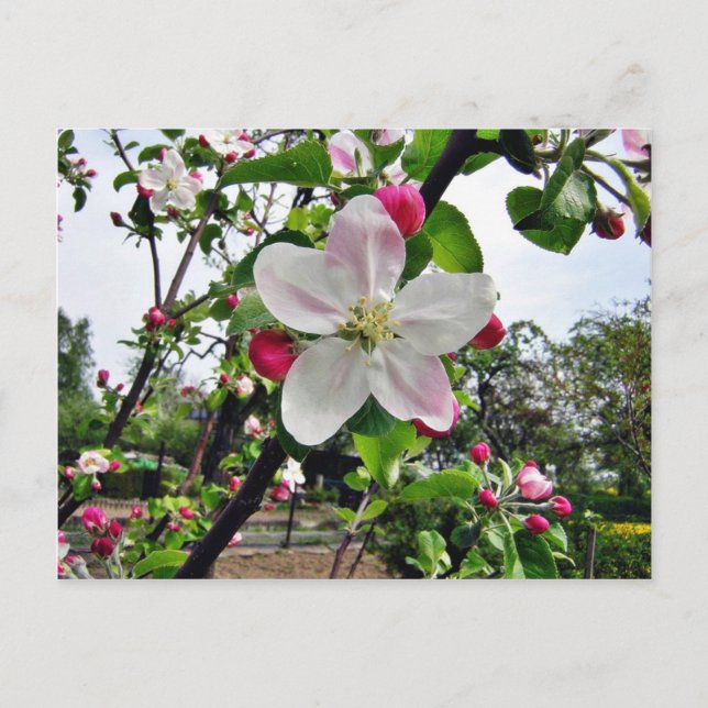 Apple Tree In Blossom Postcard (Front)