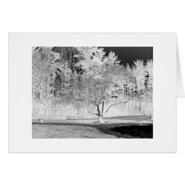 Apple Tree in Spring time (Front Horizontal)