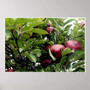 Apple Tree l Poster