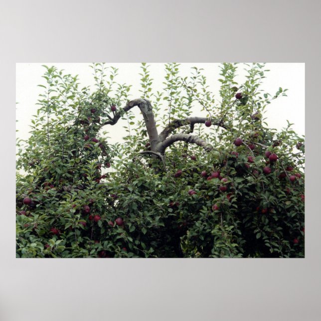 Apple Tree Poster (Front)
