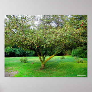Apple Tree Poster