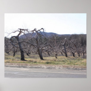 Apple Trees In A Row Oil Photo Painting Poster