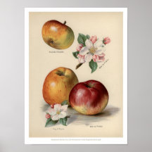 Apple - Vintage Fruits Poster