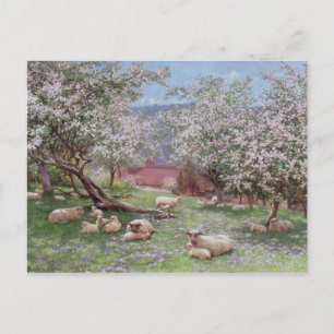 Appleblossom Postcard