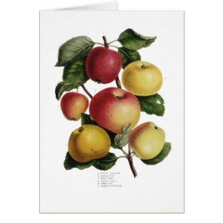 Apples